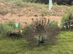 -鄂尔多斯野生动物园