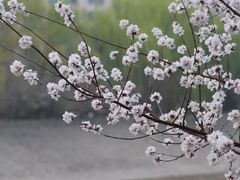 -桃花堤公园