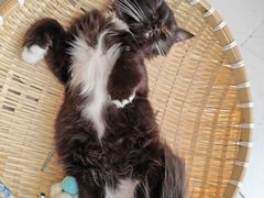 -共舞时光猫咖·狗咖(新街口店)