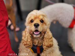 -Infica Coffee