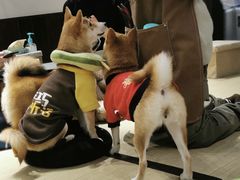 -逗柴咖啡屋·狗咖猫咖宠物桌游