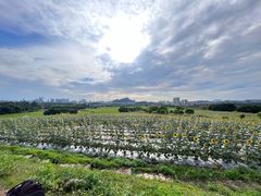 -光明小镇欢乐田园
