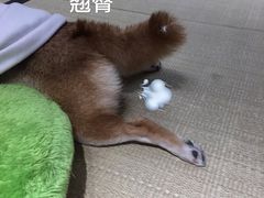 -逗柴咖啡屋·狗咖猫咖宠物桌游