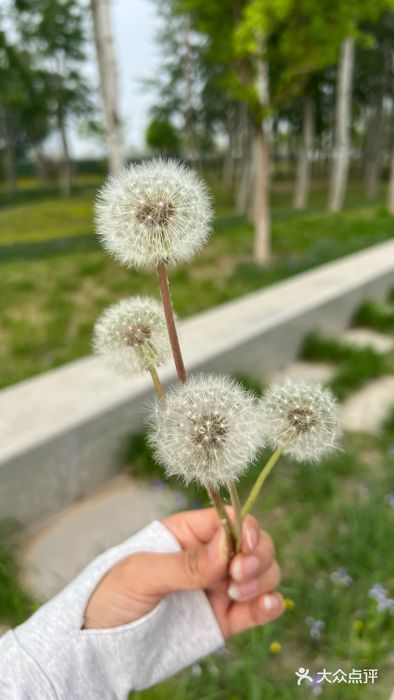 坝河休闲公园图片
