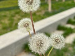 -坝河休闲公园