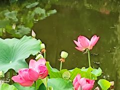 -成都市文化公园