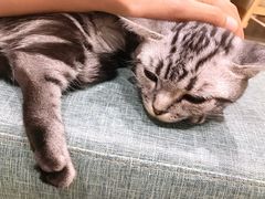 -藏猫猫咖啡主题馆(中央大道店)