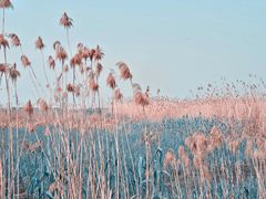 -合肥滨湖国家森林公园