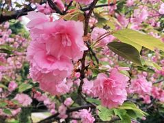 -上海虹桥迎宾馆