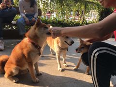 -柴犬高等学院·狗咖·柴犬售卖·宠物训练