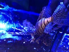 -迪拜水族馆及水下动物园