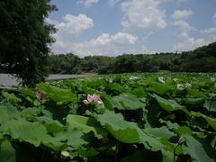 -南宁良凤江国家森林公园