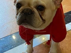 -more than meow吴止猫主题餐厅(承德 中船汇店)