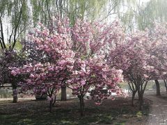 -石家庄市植物园