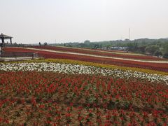 -大塘金香草谷