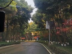 -铁山坪森林公园