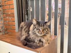 -豆逗聊愈猫阁Easy Life