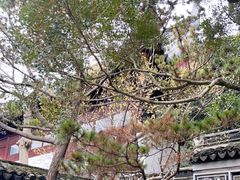 -秋霞圃