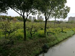 -南汇桃花村