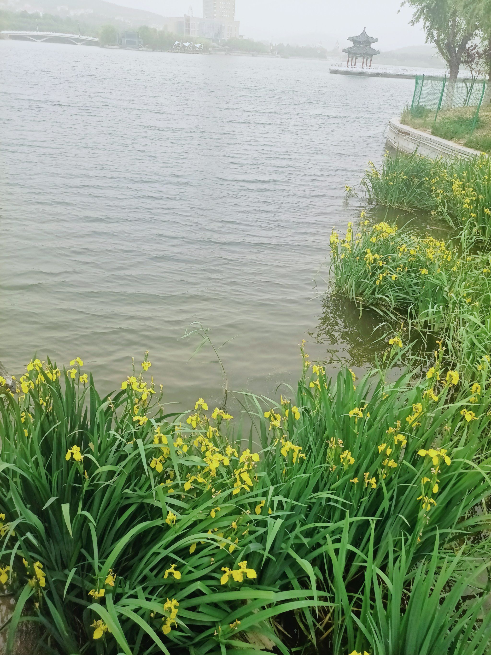 来河边散步,看看河里的花草,赶走一天的疲惫