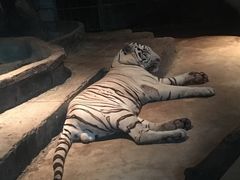 -清迈夜间动物园
