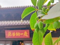 -灵谷景区