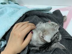 -北京观赏动物医院·24小时大型综合·猫专科·异宠专科
