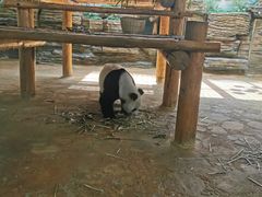 -西霞口神雕山野生动物世界