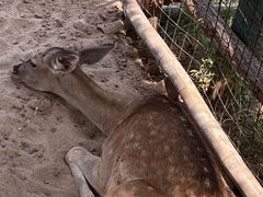 -云碧峰国家森林公园