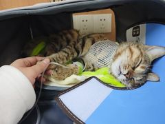 -联合动物医院(光谷诊疗中心)