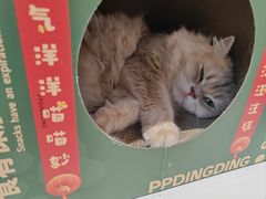 -琪喵猫屋·撸猫猫咖·猫舍