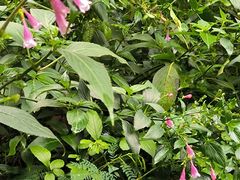 -广西壮族自治区药用植物园