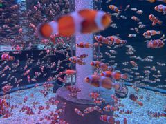 -海合安成都极地海洋公园