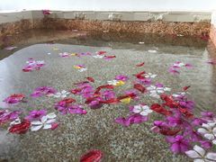 室内鲜花泳池-帝王SPA