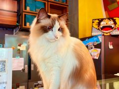 -咖法森林·咖啡  酒吧(天河店)