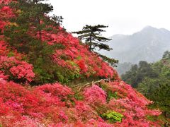 -木兰云雾山