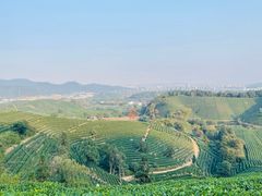 -龙坞茶村