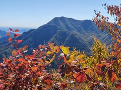 -大岭沟猕猴桃谷风景区