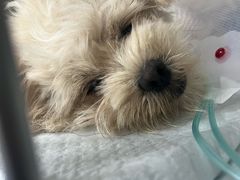 -派美特宠物医院·核磁CT·骨科肿瘤·疑难转诊(沈农禾丰店)