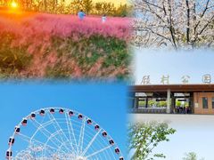 -顾村公园