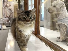 -共舞时光猫咖·狗咖(新街口店)