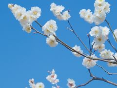 -无锡梅园公园