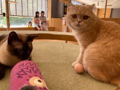 -CAT’S MEWSTAR CAFE·喵星球猫屋(晴湾咖啡店)