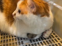 -安安宠医宠物医院·异宠·犬猫内科(岳阳分院)