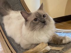 -滚猫咖啡·猫咖·猫友好撸猫(未来城店)