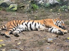 -栾川竹海野生动物园