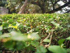 -鹅岭公园瞰胜楼