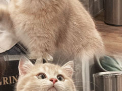 -袖虎·猫馆(体育西路店)