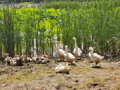 -长春市南湖公园