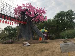 -天适樱花悠乐园